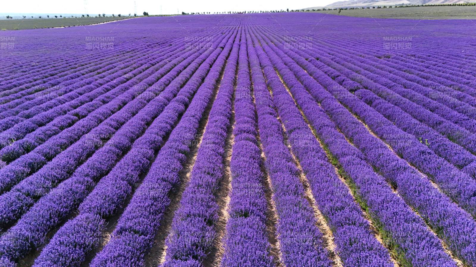 新疆天山花海的薰衣草图片