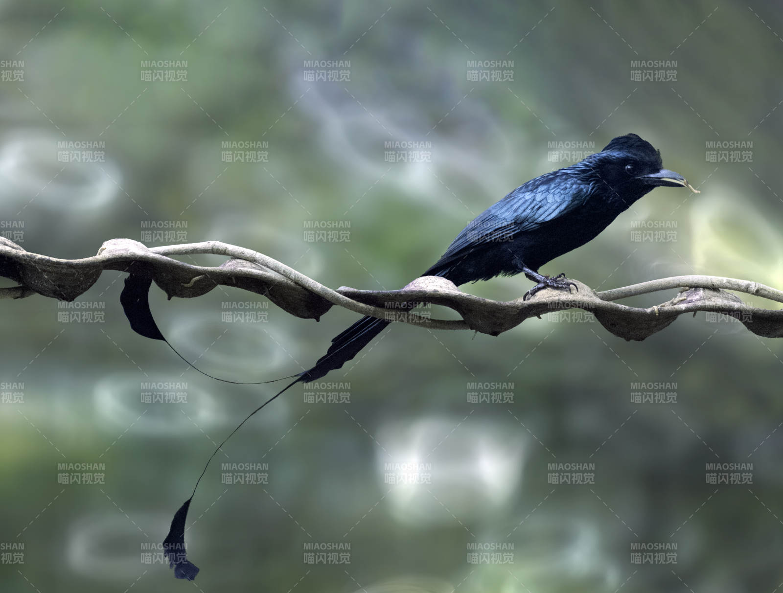 黑鸟栖枝 尾羽飘逸 大盘尾鸟图片
