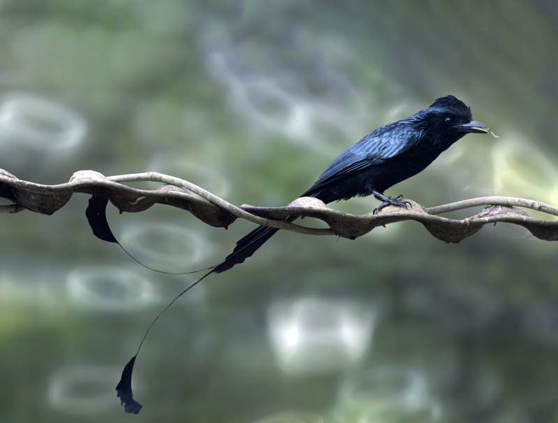 黑鸟栖枝 尾羽飘逸 大盘尾鸟图片