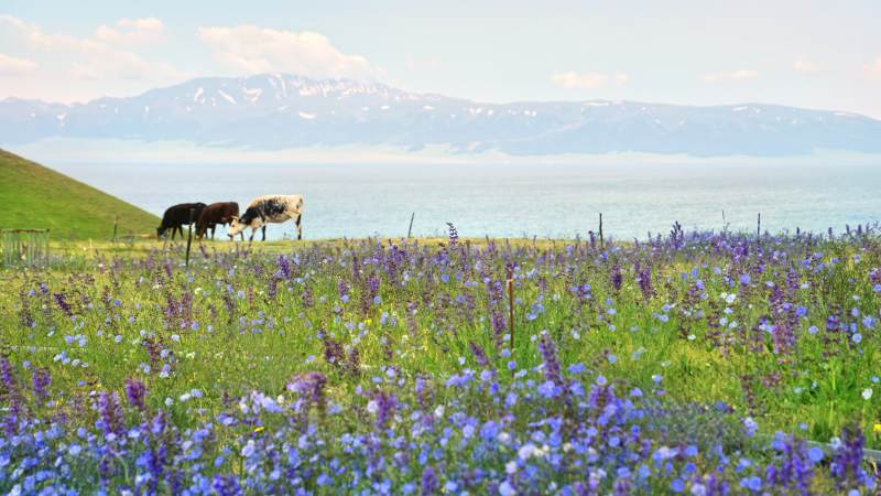 赛里木湖的牛图片