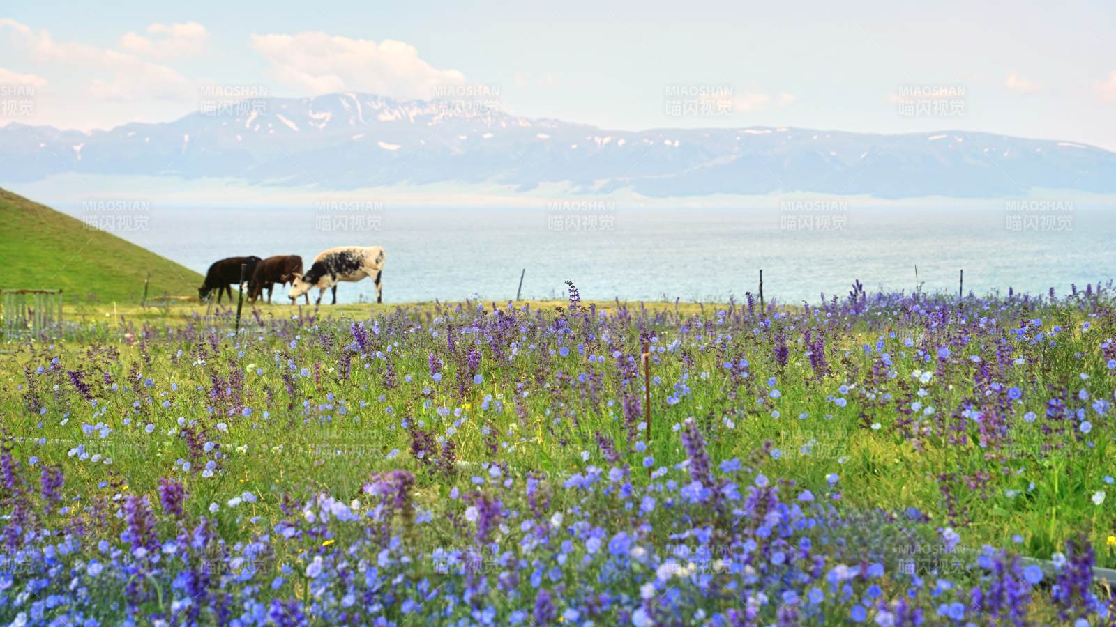 赛里木湖的牛图片