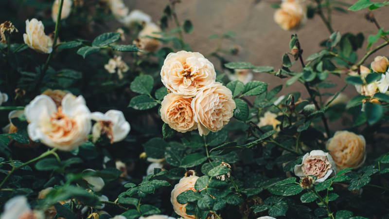 淡雅月季花绽放图片