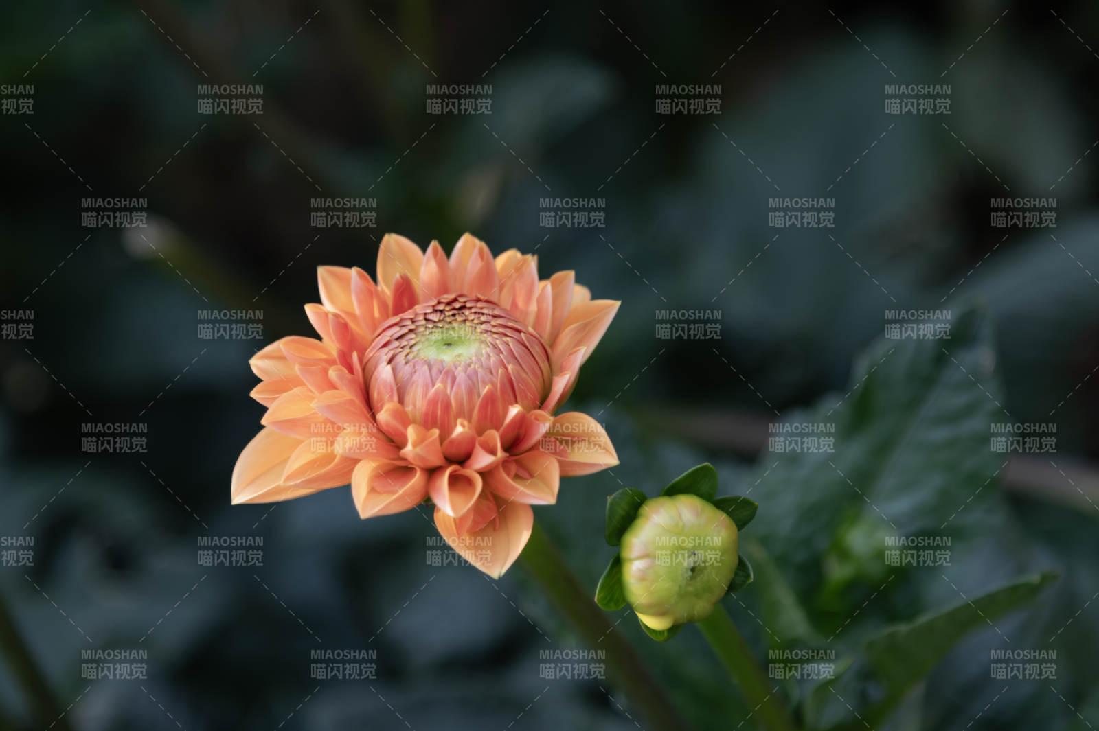 橙色大丽花绽放图片