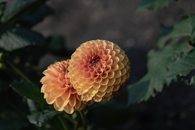 橙色大丽花绽放图片