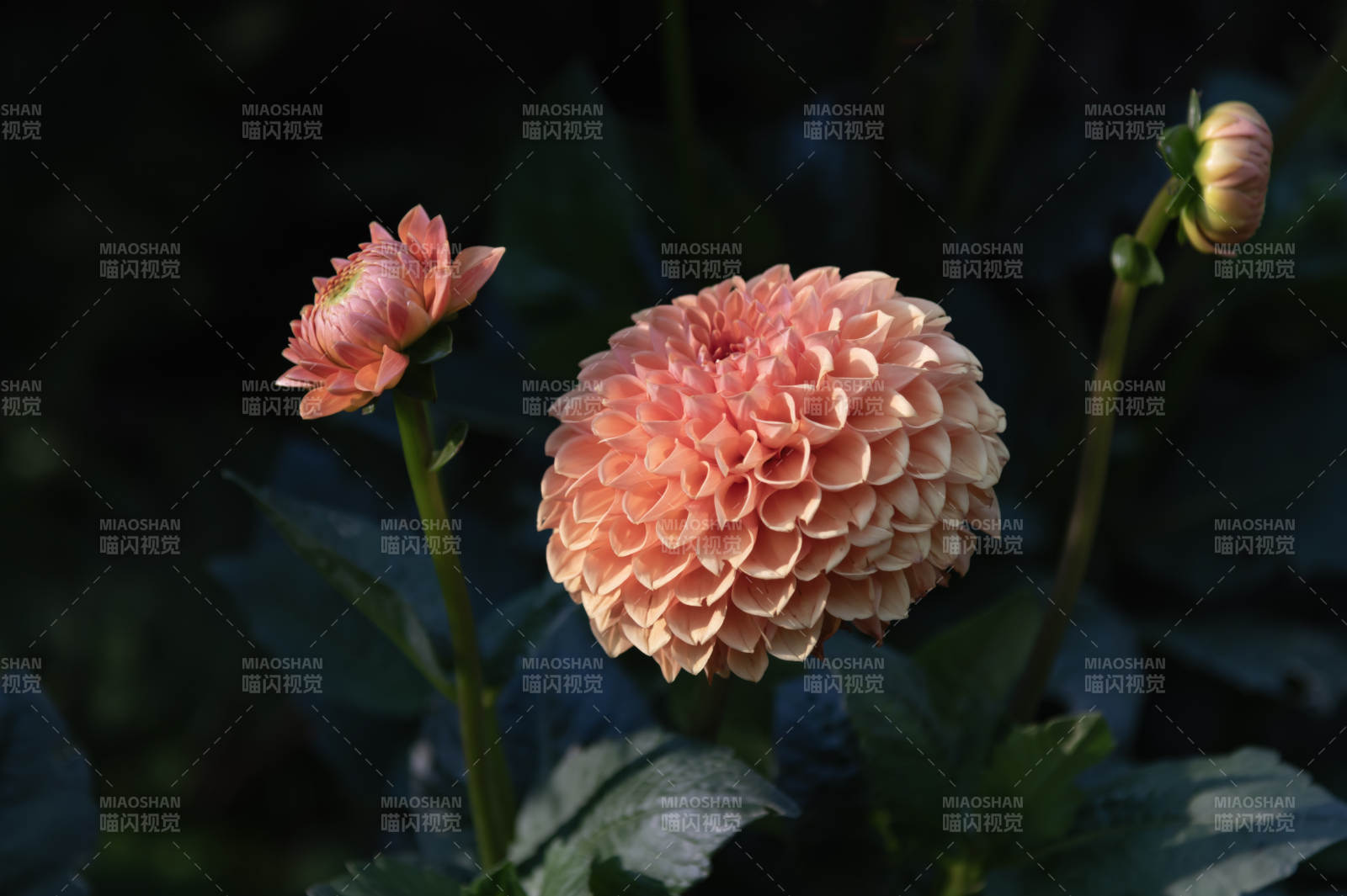 大丽花绽放图片