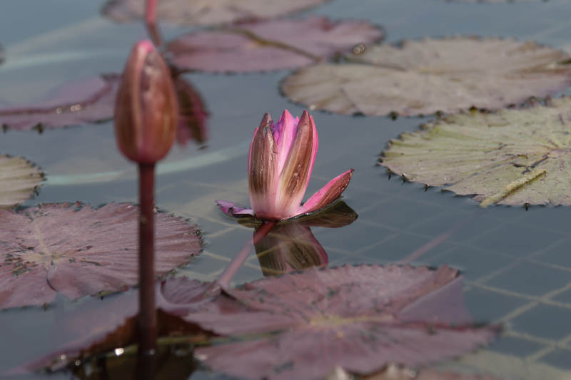 池中莲花初绽图片