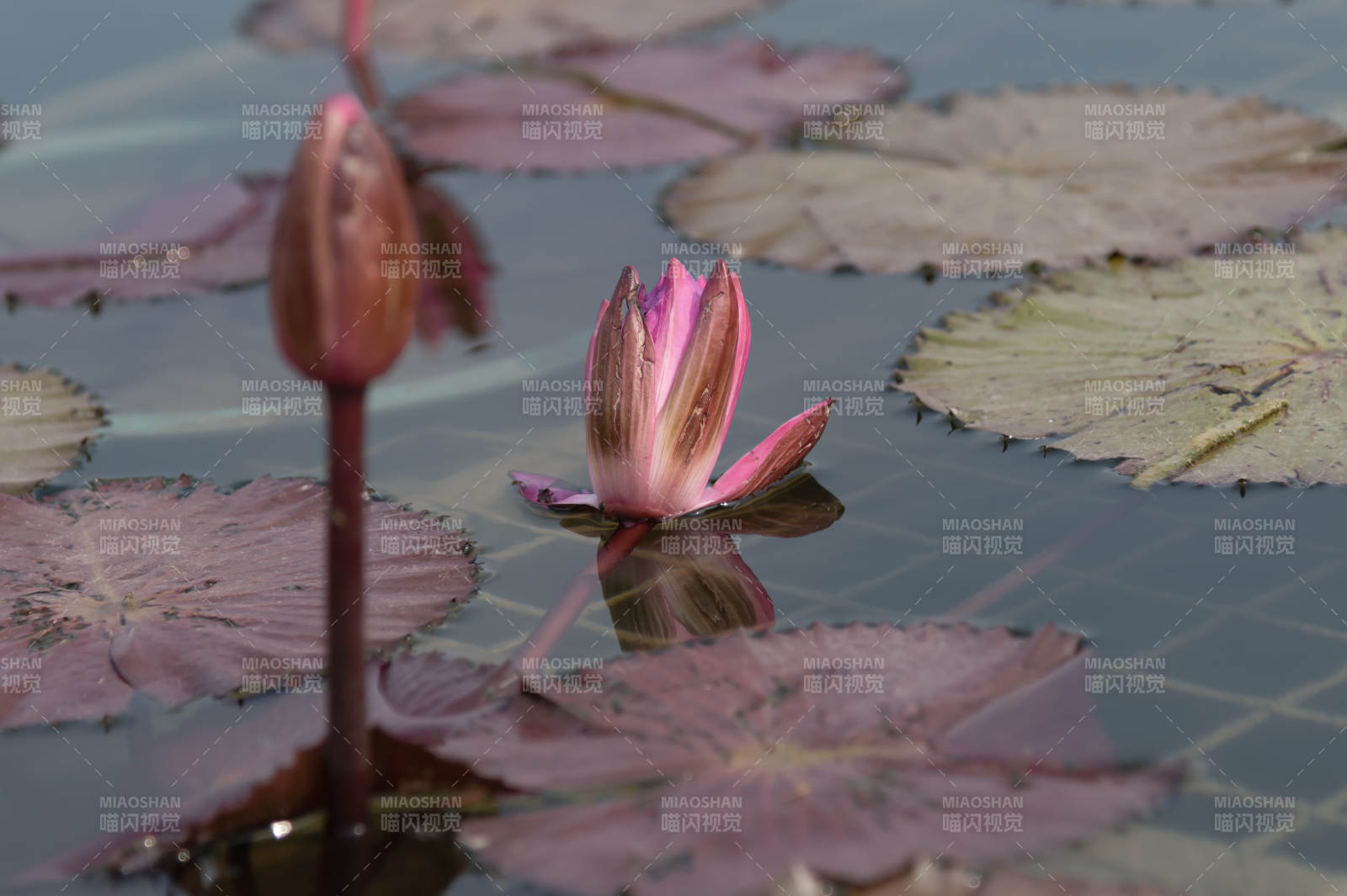 池中莲花初绽图片