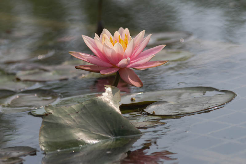 粉莲静绽水中央图片