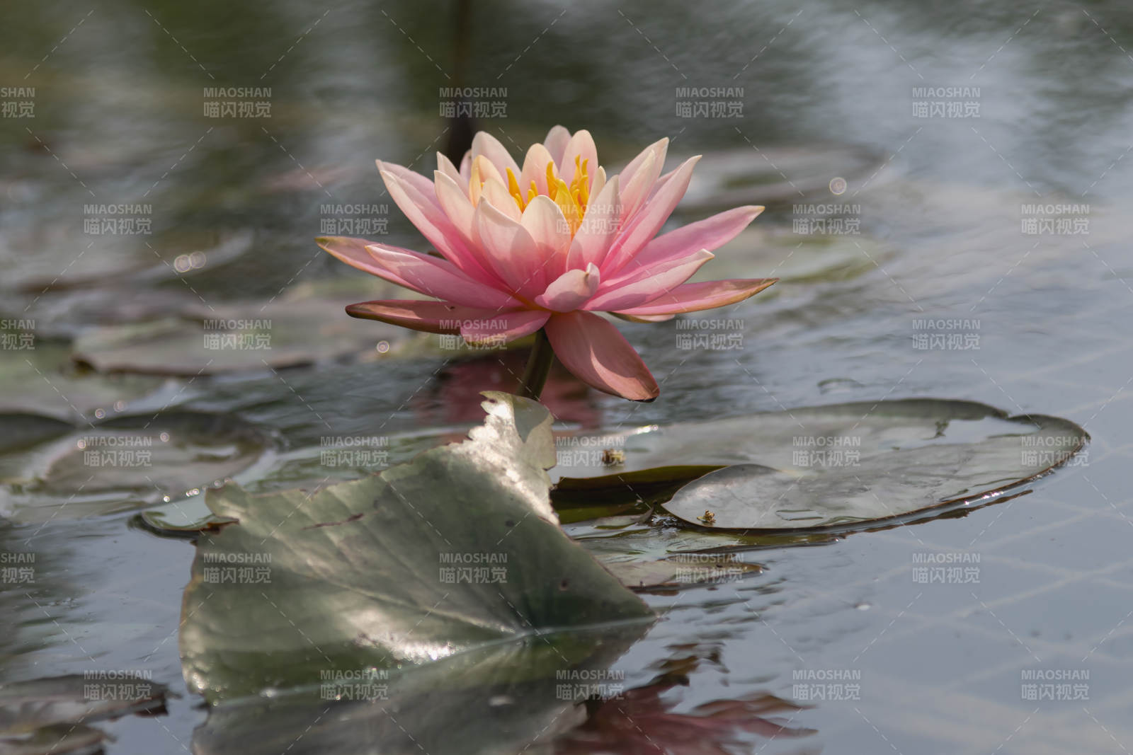 粉莲静绽水中央图片