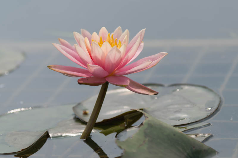 粉莲静绽水中央图片