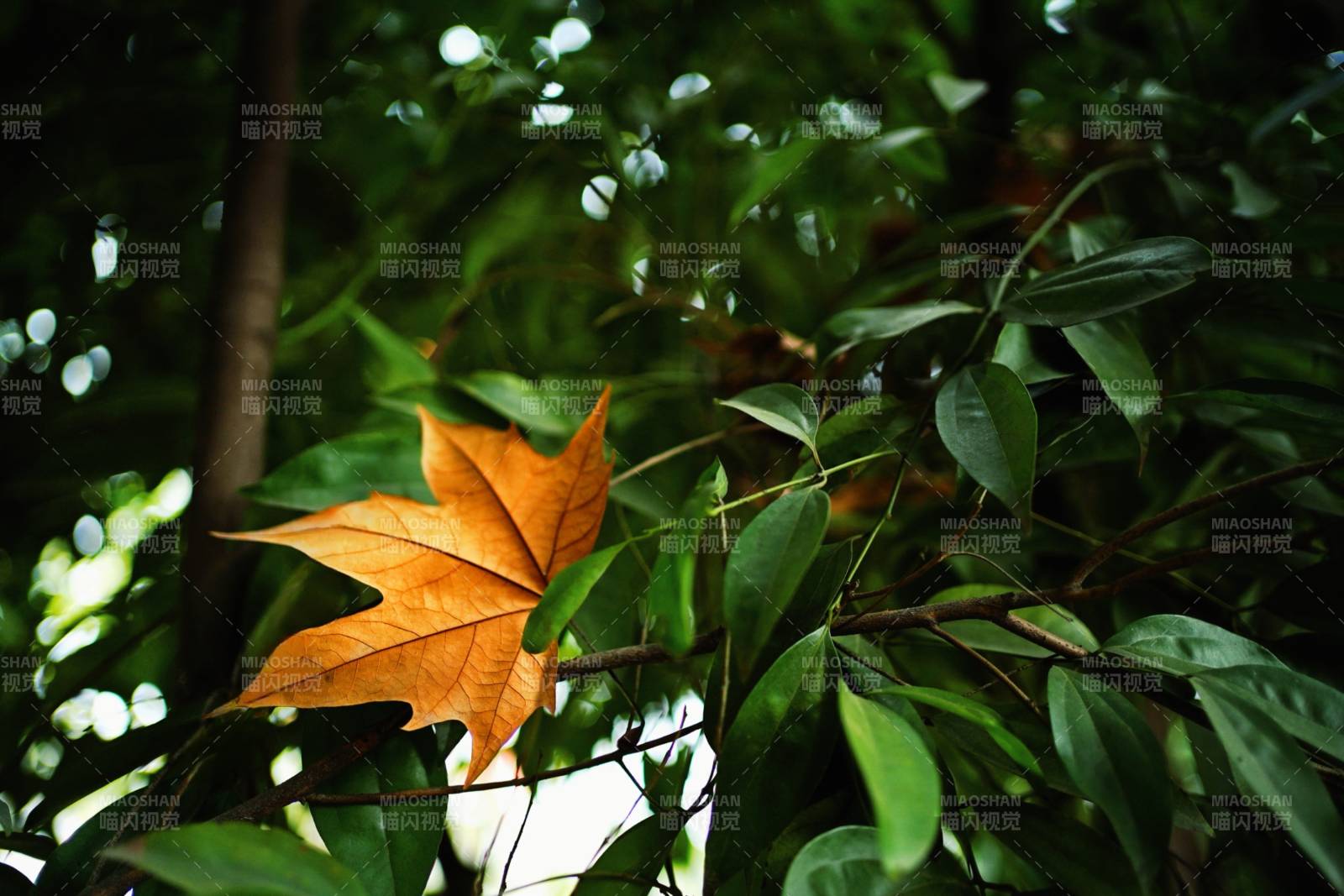 秋叶映绿意图片