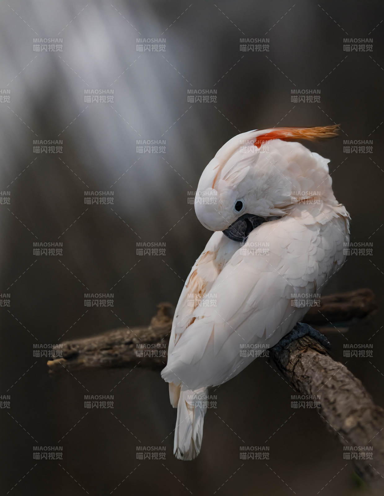 白鹦鹉栖息枝头图片