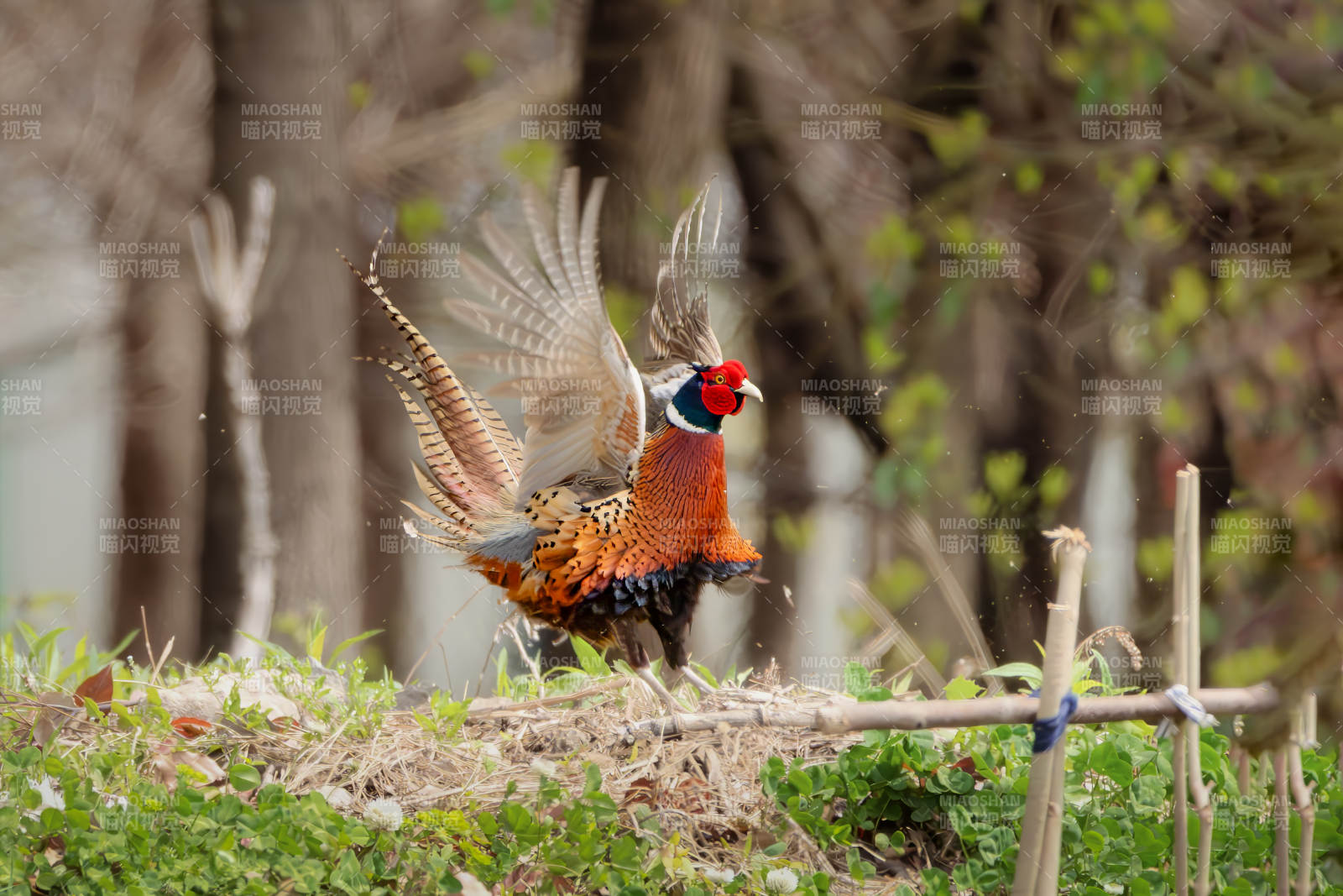 雉鸡展翅飞翔图片