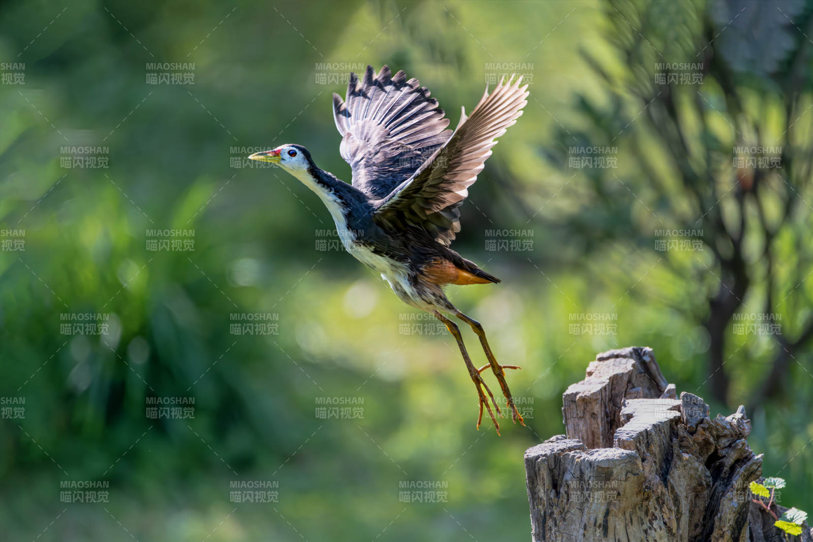 苦恶鸟展翅飞翔图片