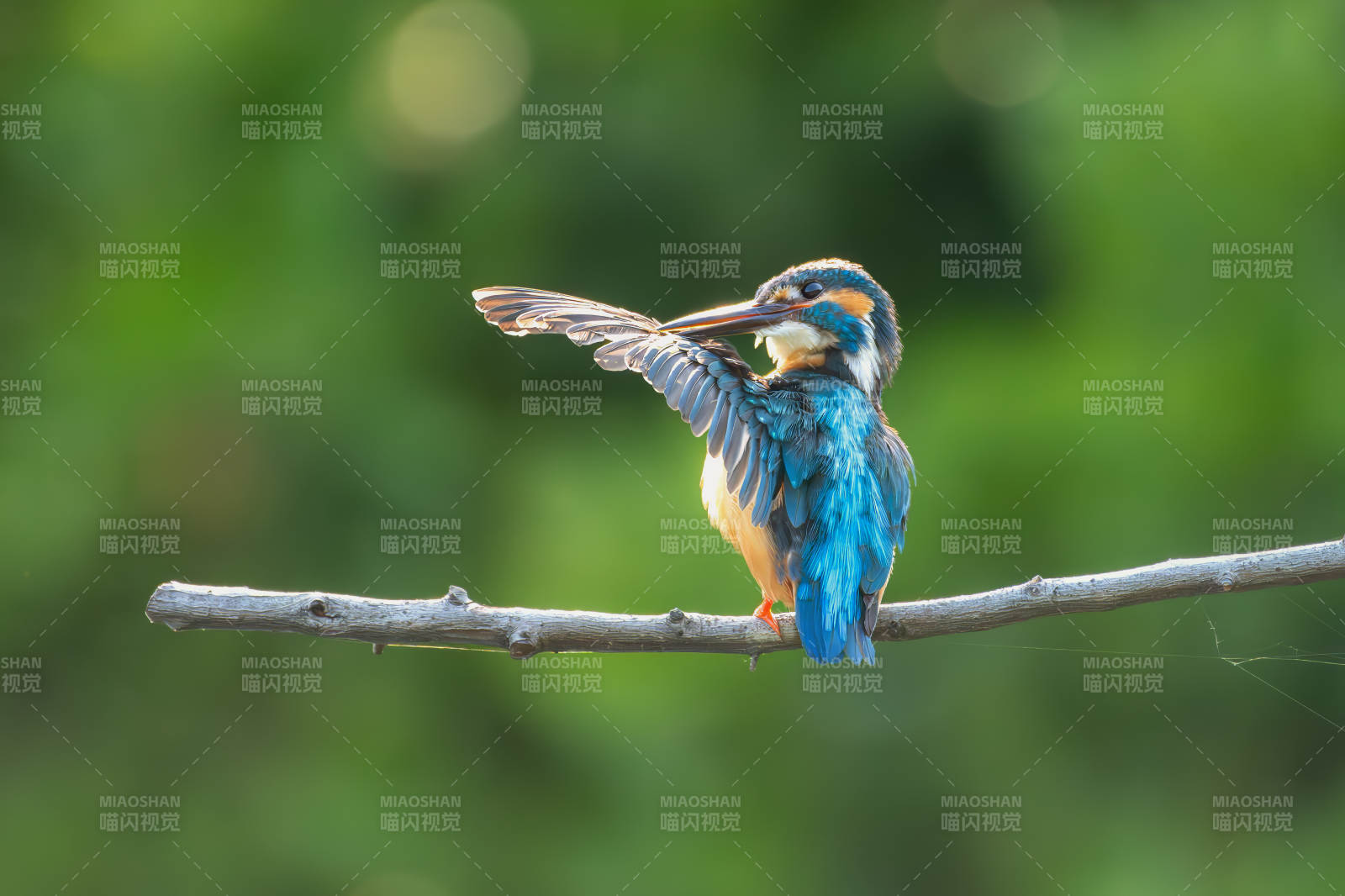 翠鸟栖枝梳理羽毛图片