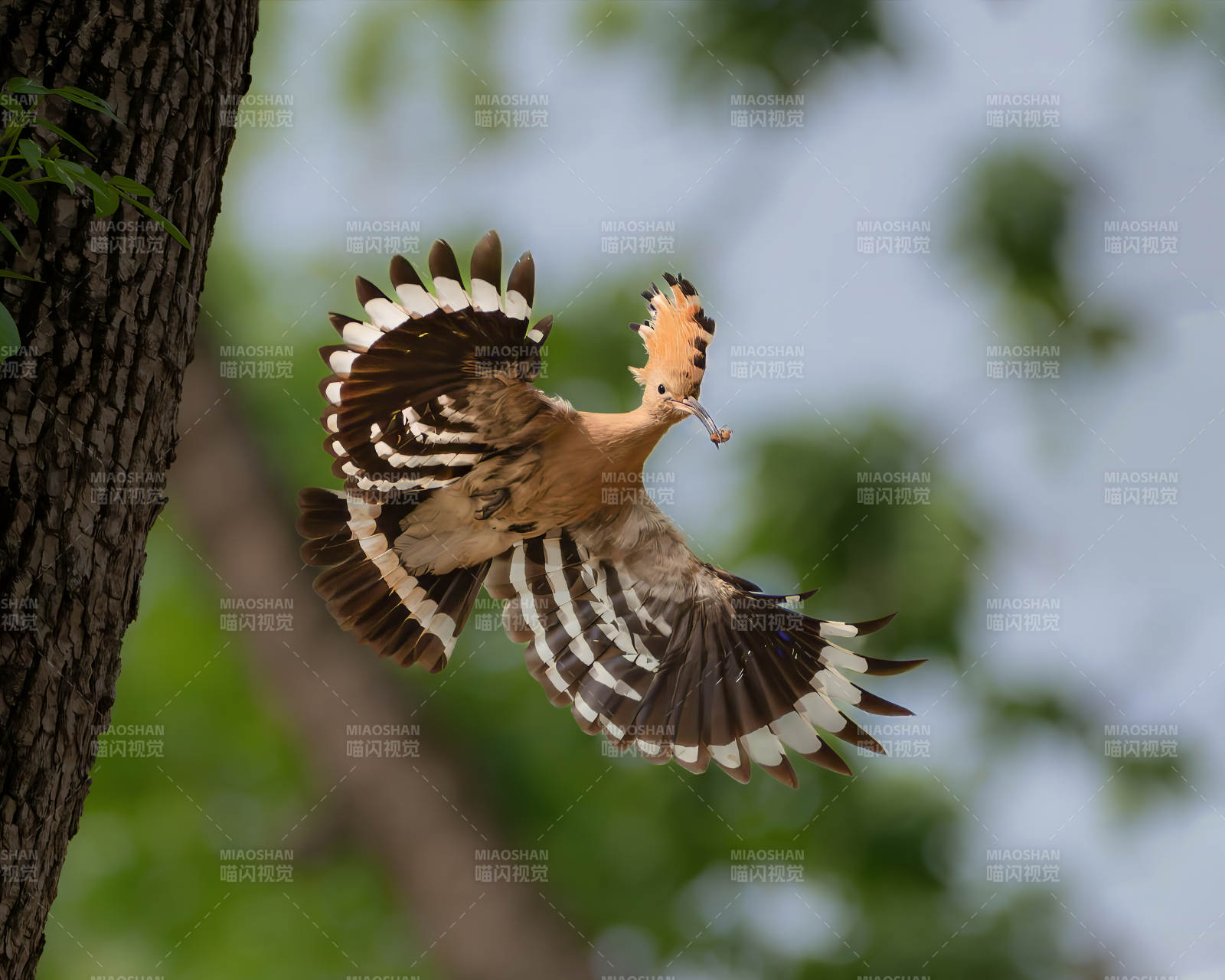 戴胜鸟展翅飞翔图片