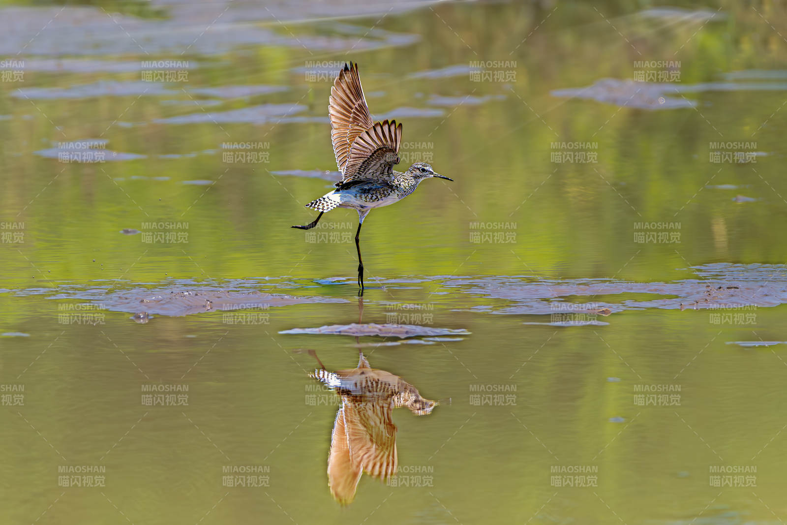 林鹬水上芭蕾图片