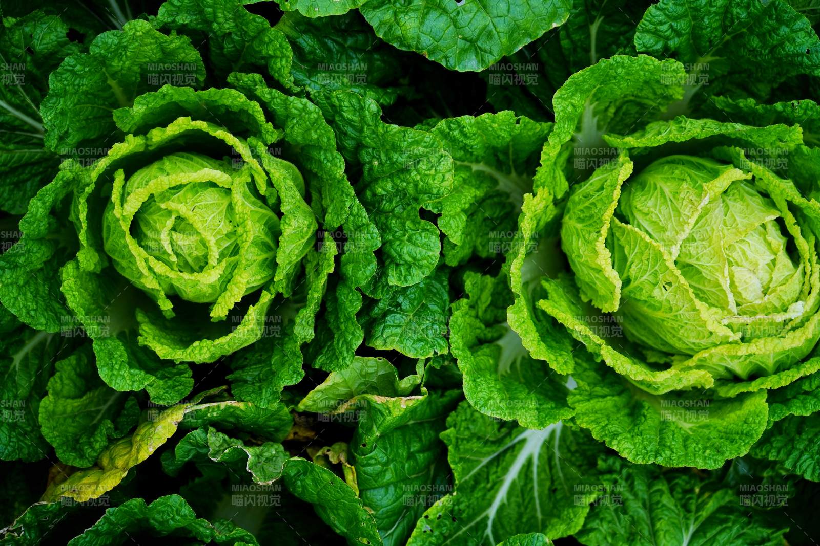 新鲜卷心菜特写图片