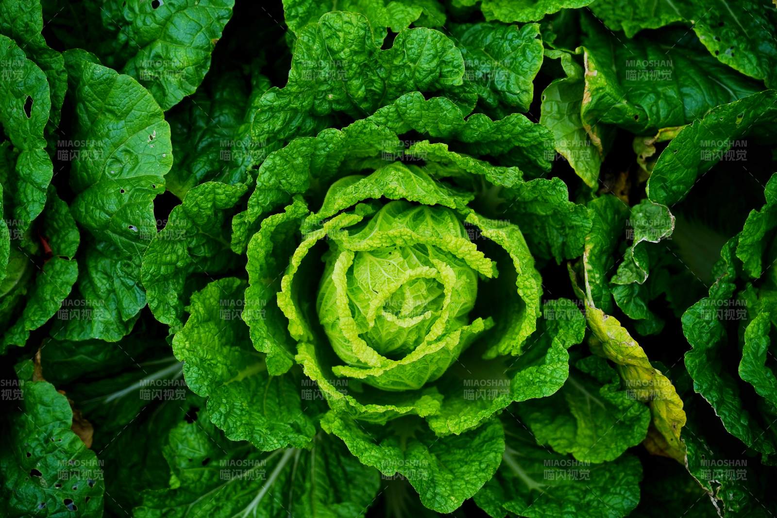 翠绿卷心菜特写图片