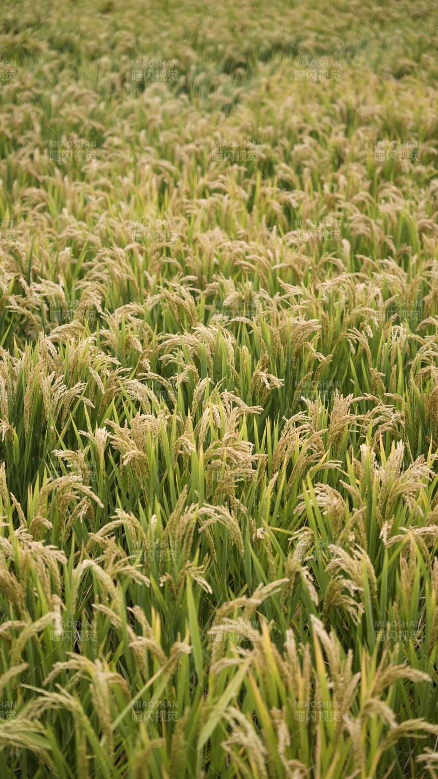 金黄稻田迎风摇曳图片