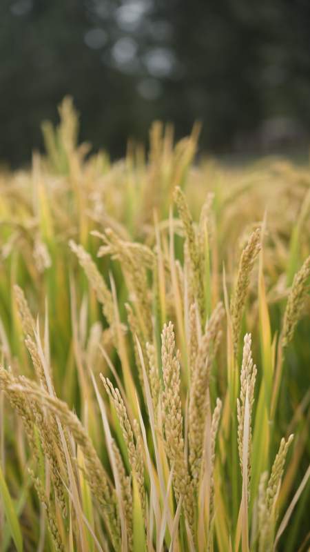 金黄稻穗迎风摇曳图片