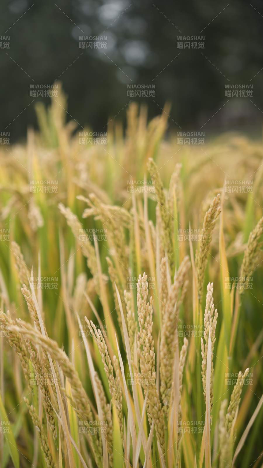 金黄稻穗迎风摇曳图片