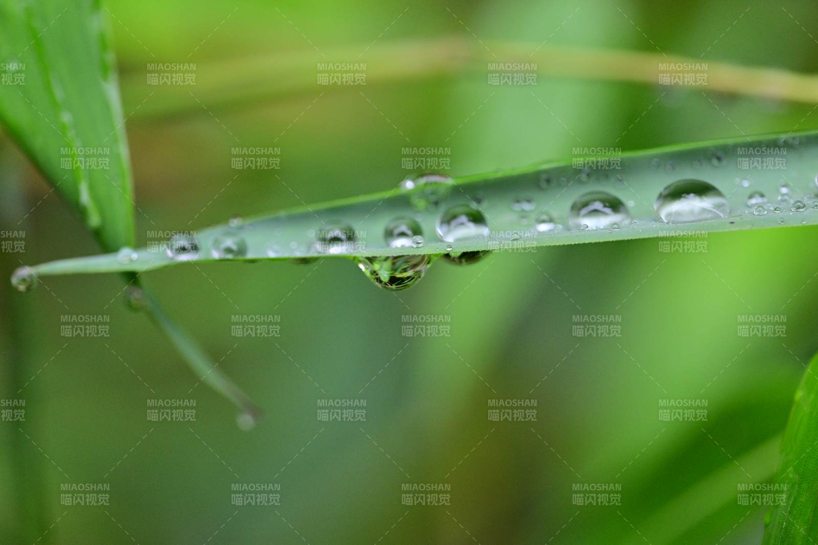 叶尖水珠晶莹图片