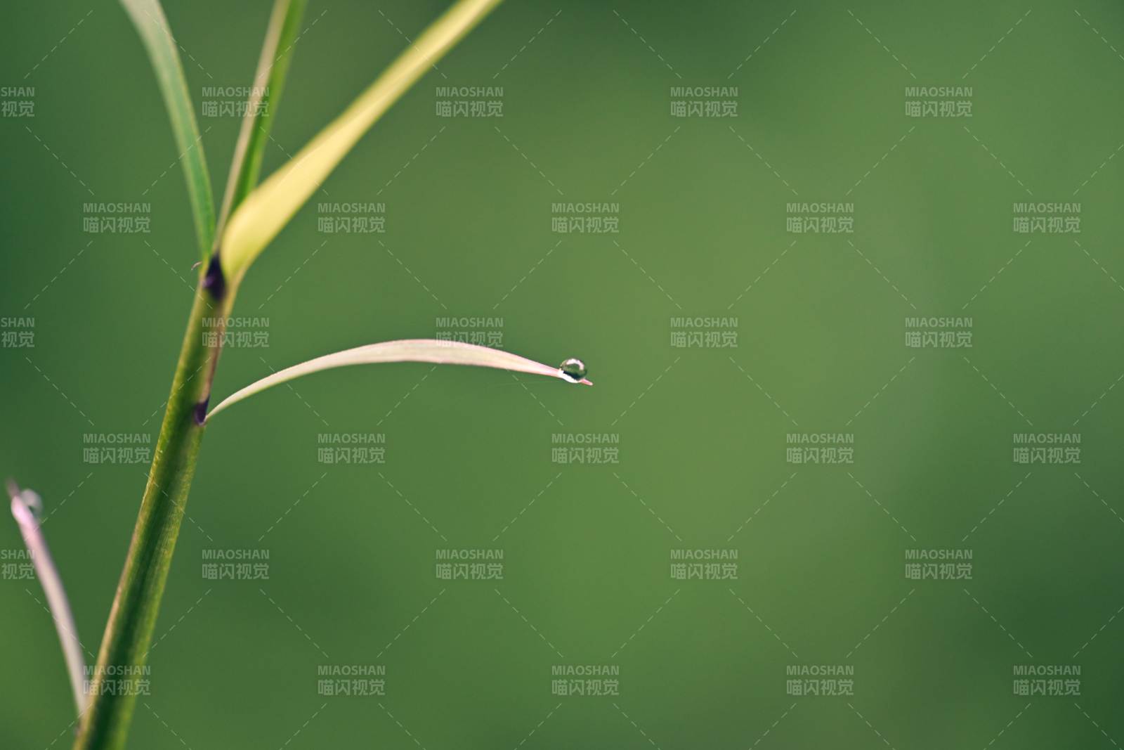 露珠轻挂草尖图片