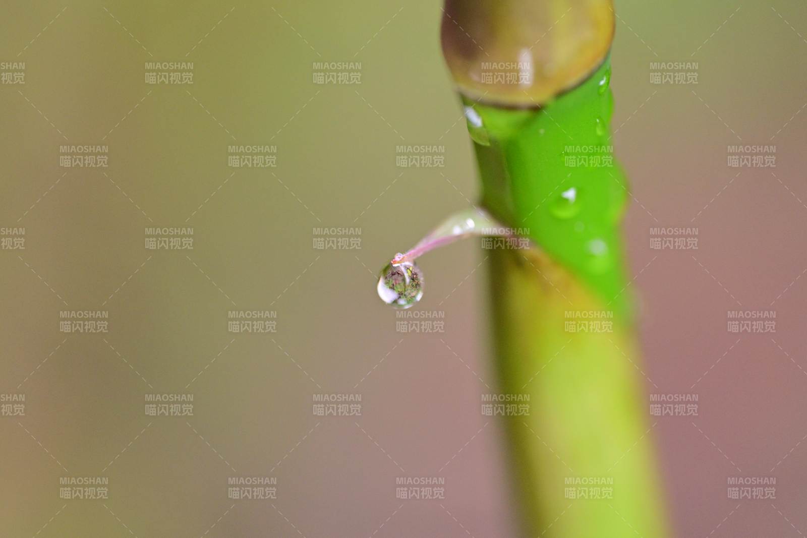 露珠悬于叶尖图片