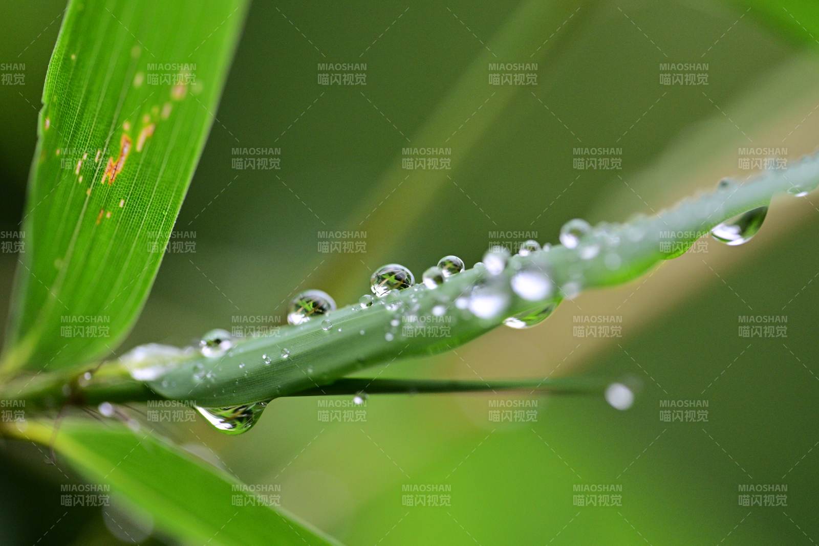 露珠轻缀绿叶尖图片