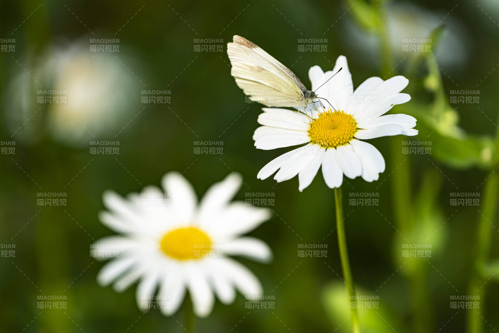 蝶舞雏菊间图片