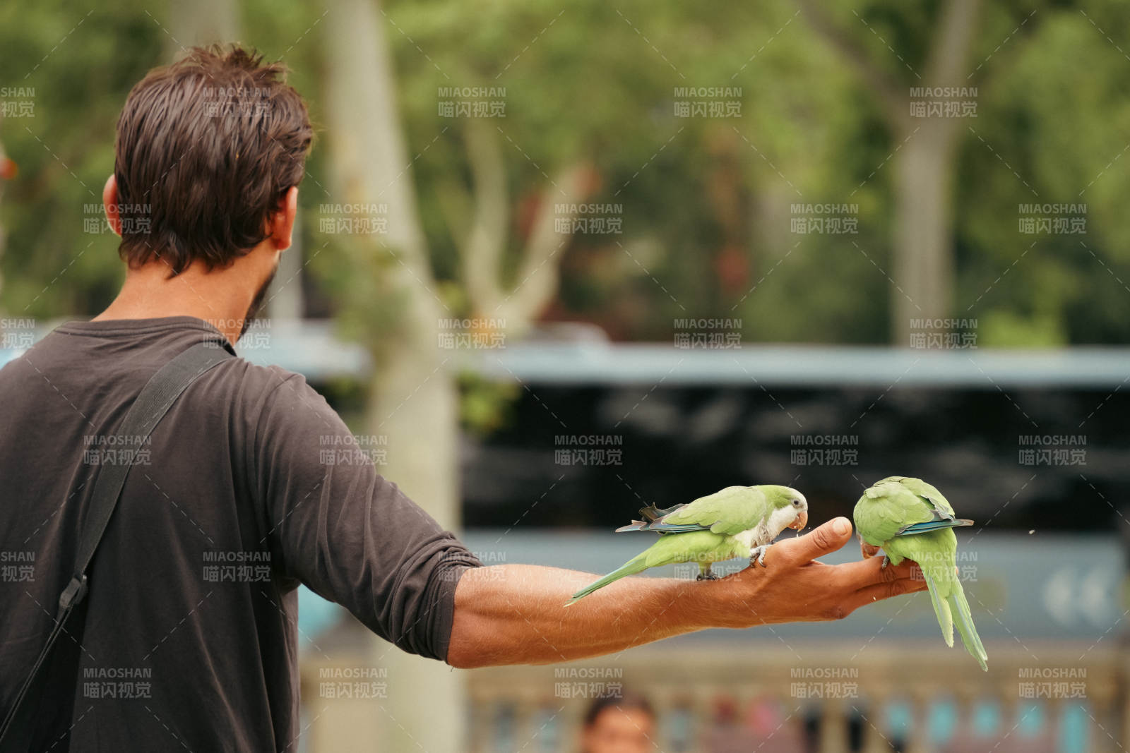 男子手托两只绿鹦鹉图片