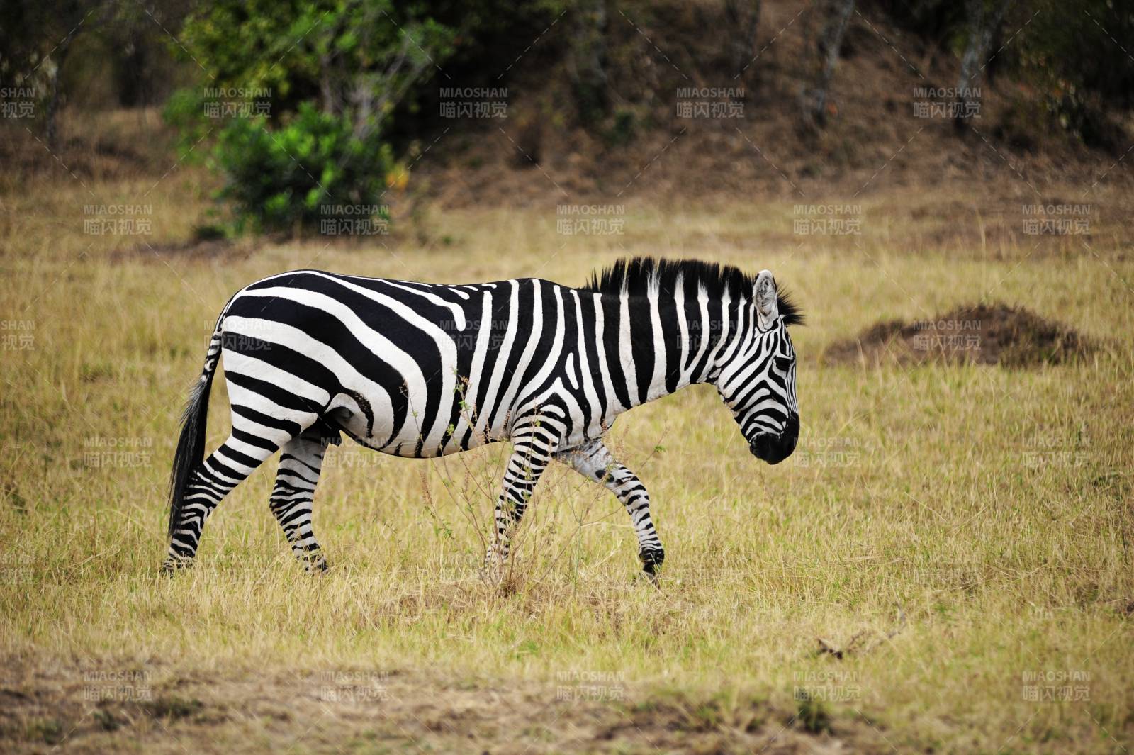 草原上的斑马图片