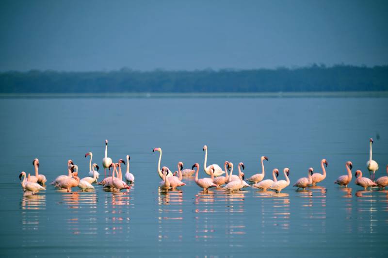 粉红火烈鸟湖畔栖息图片
