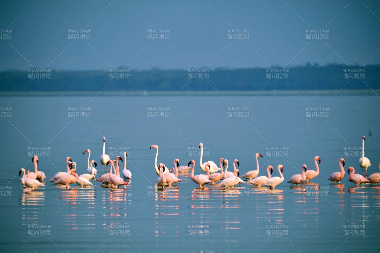 粉红火烈鸟湖畔栖息图片