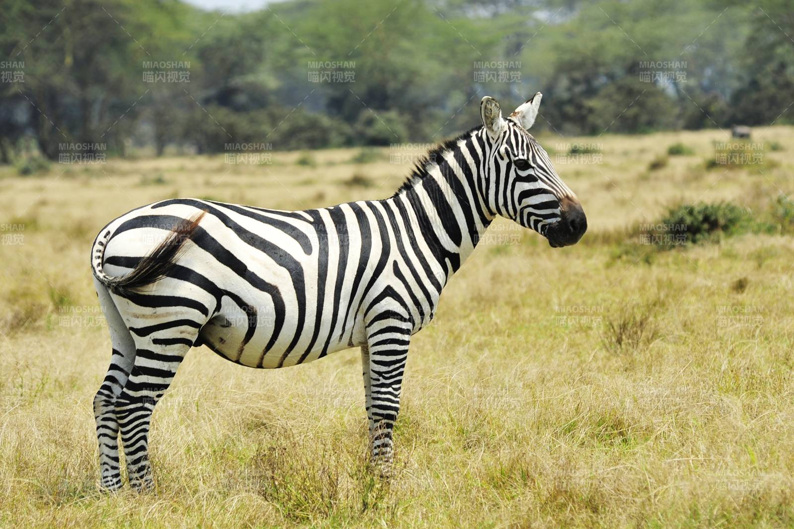 草原上的斑马图片