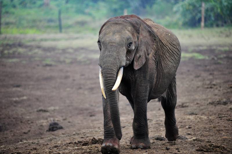 大象行进中图片