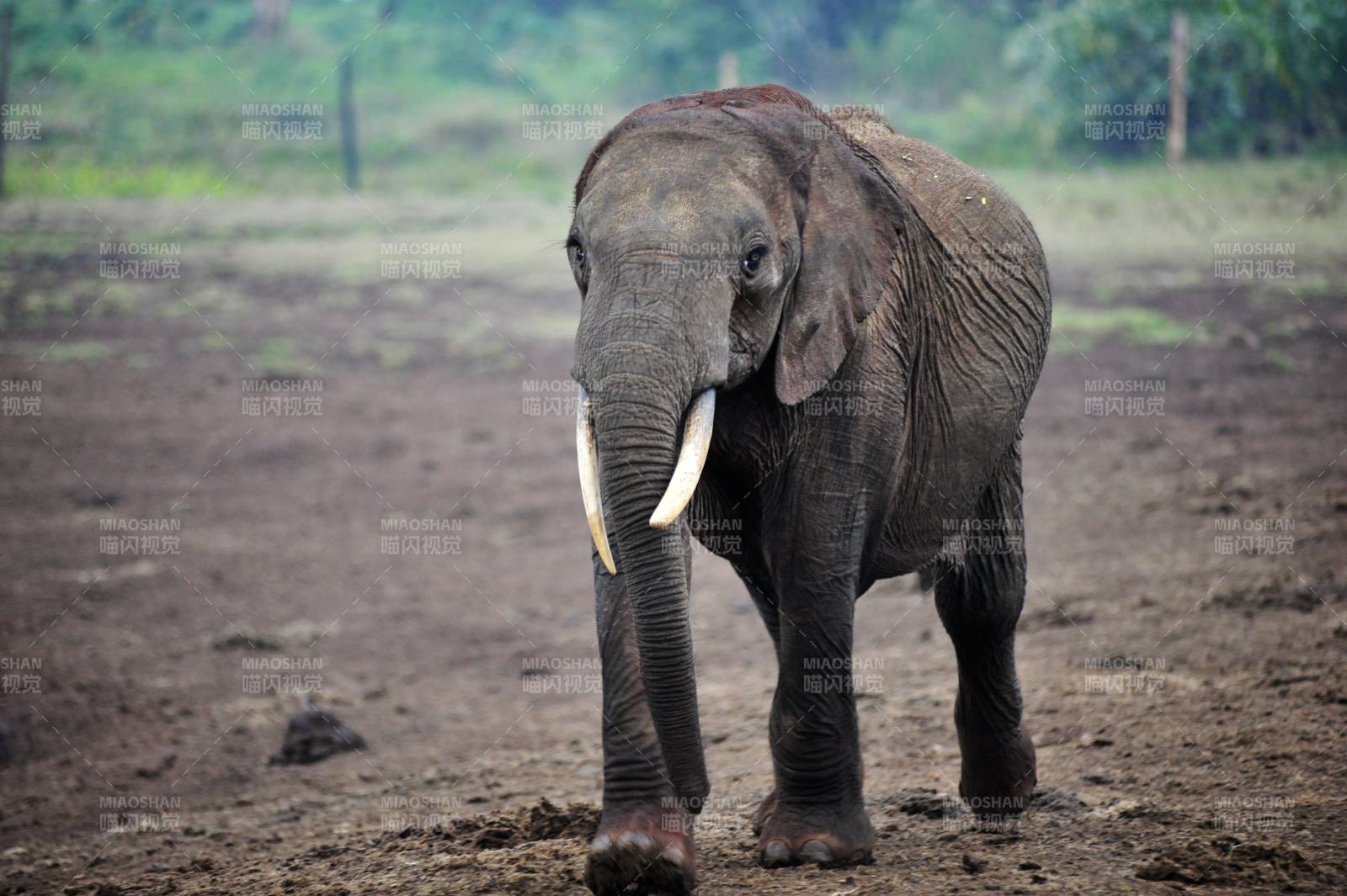 大象行进中图片