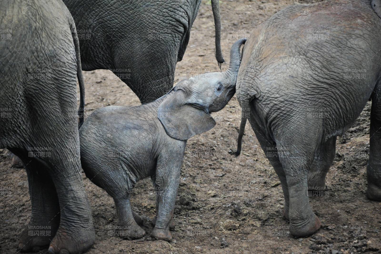 小象依偎母象图片