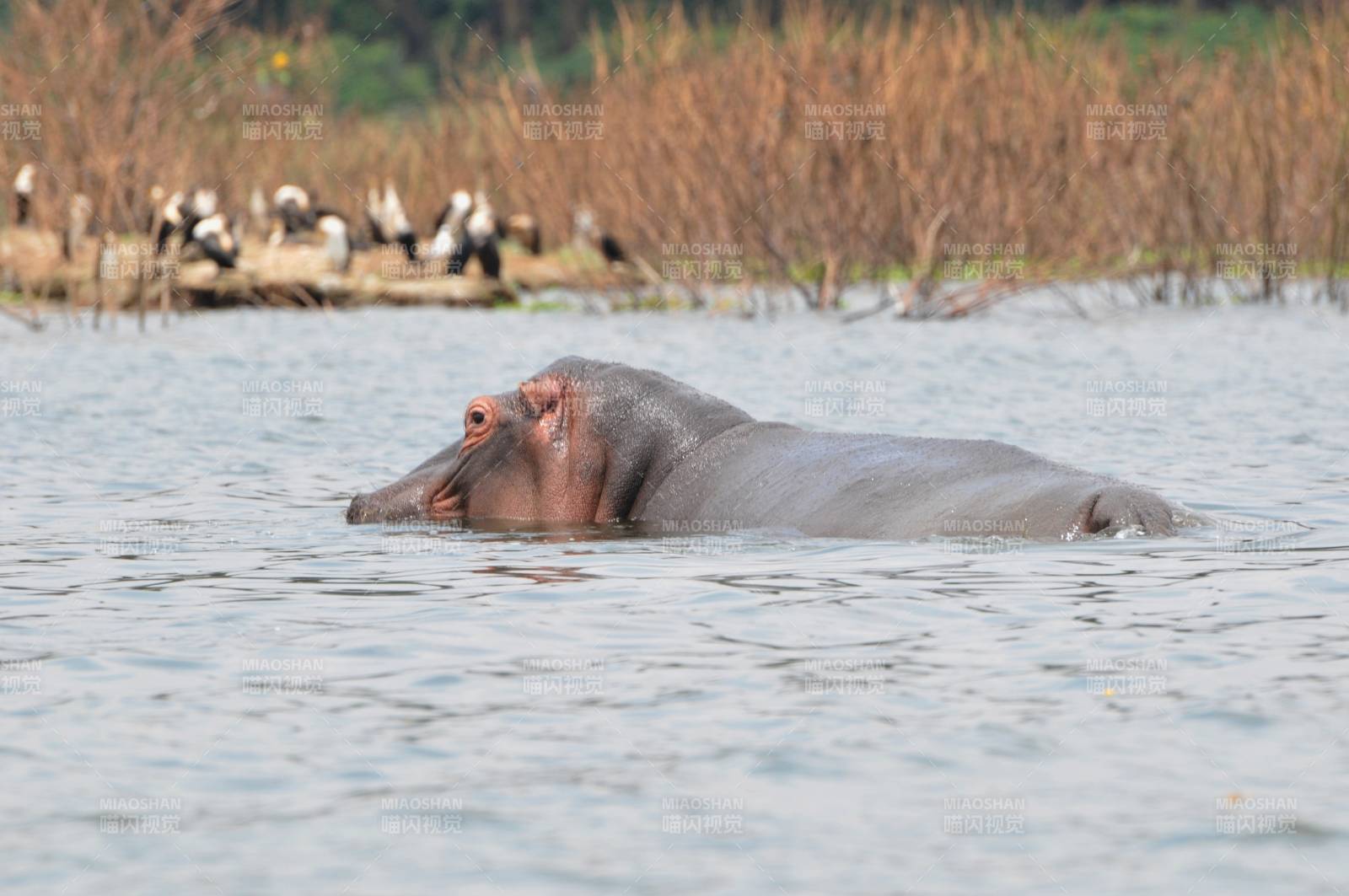 河马水中静卧图片