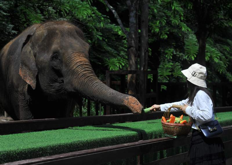 女子喂象吃胡萝卜图片