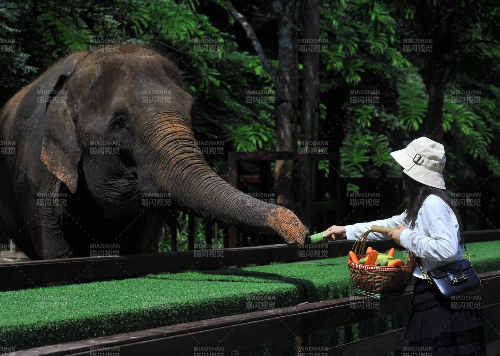 女子喂象吃胡萝卜图片