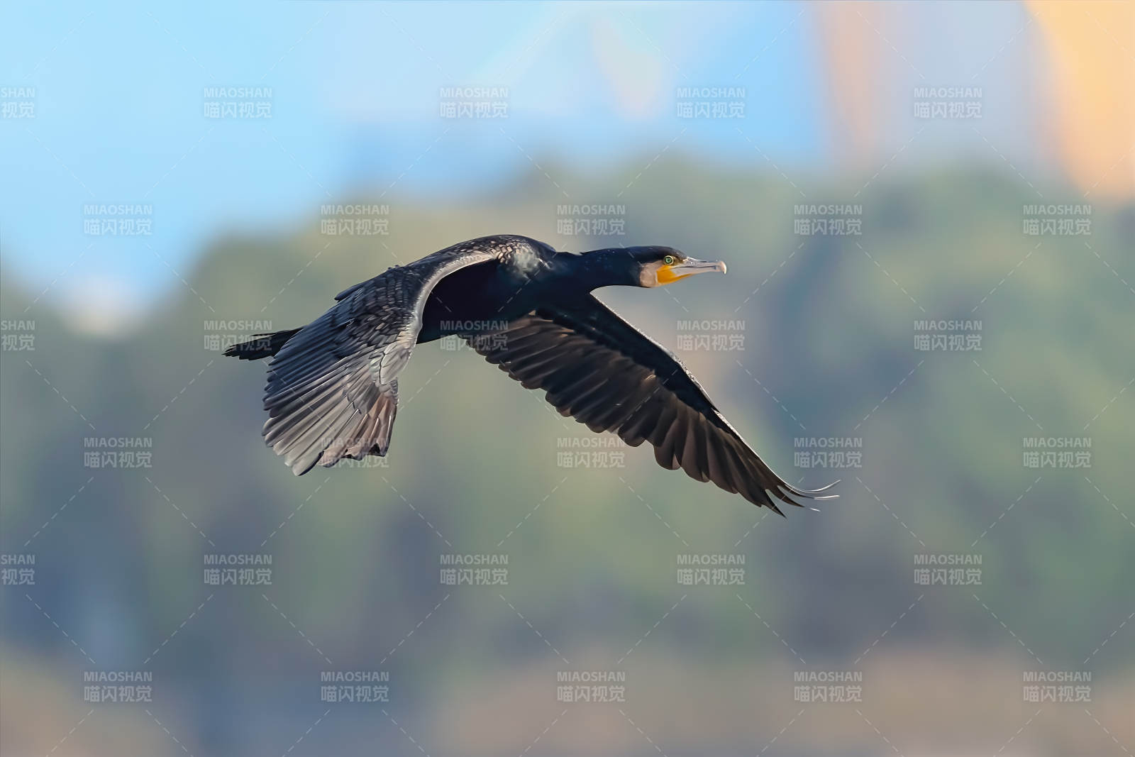 鸬鹚飞行掠影图片