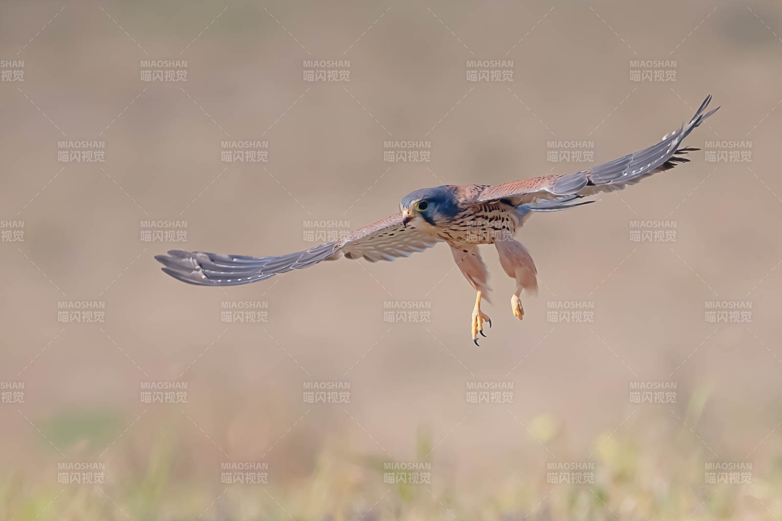 猛禽翱翔于田野图片