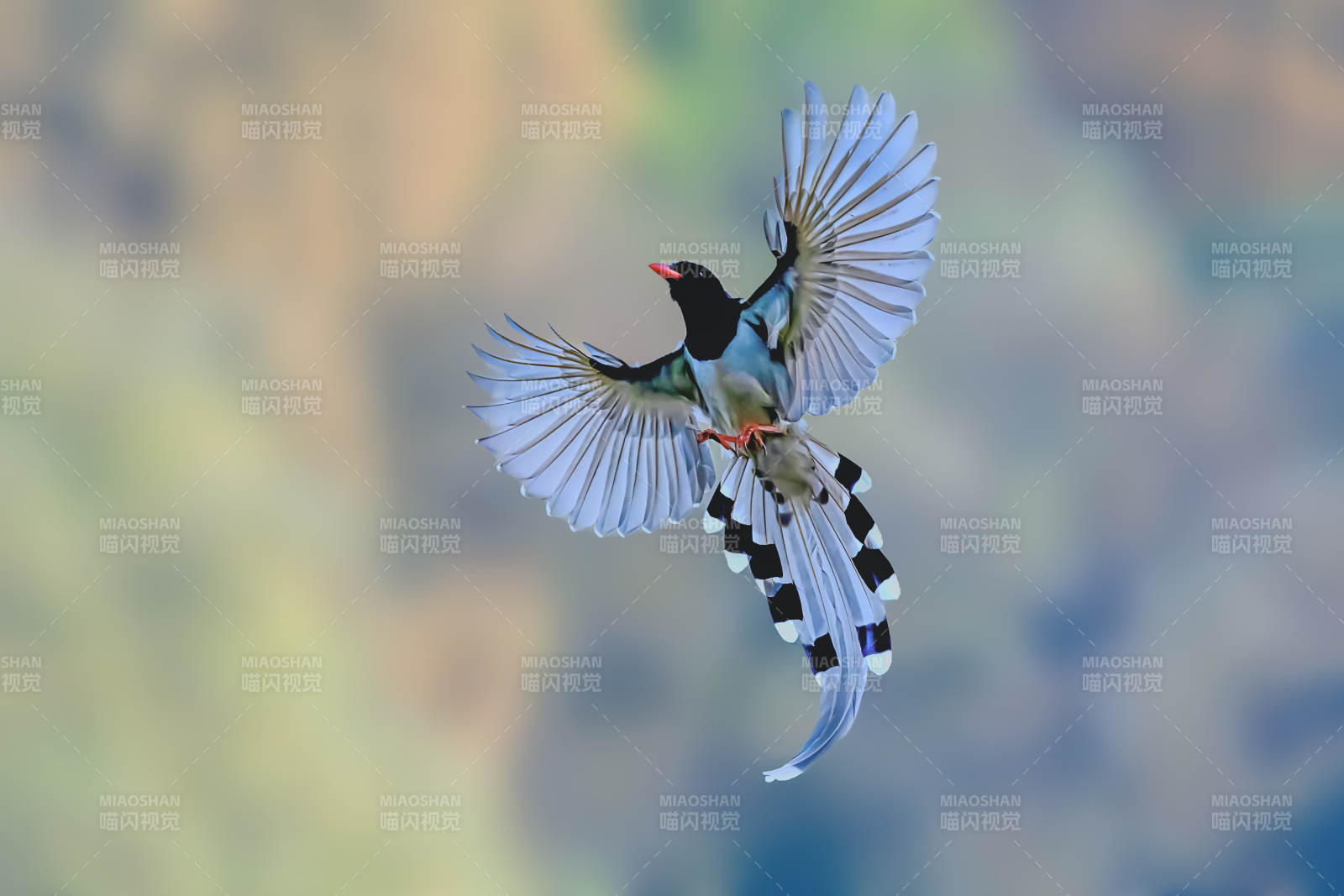 蓝鹊展翅飞翔图片