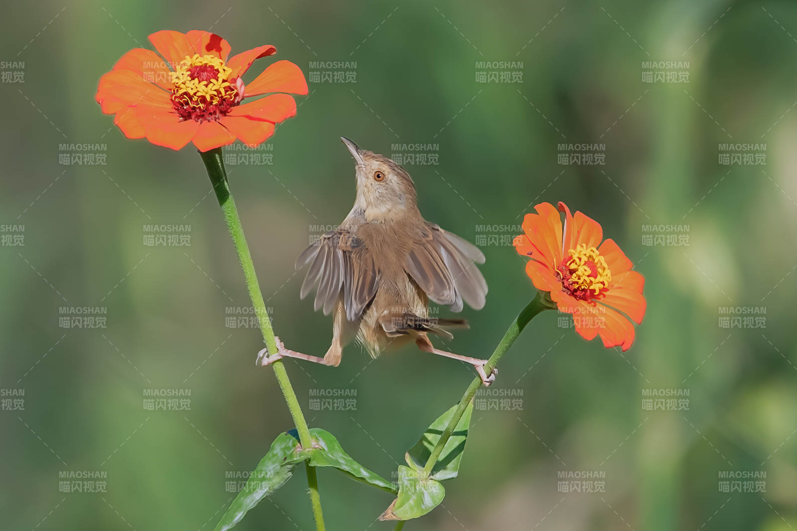 小鸟栖花枝图片