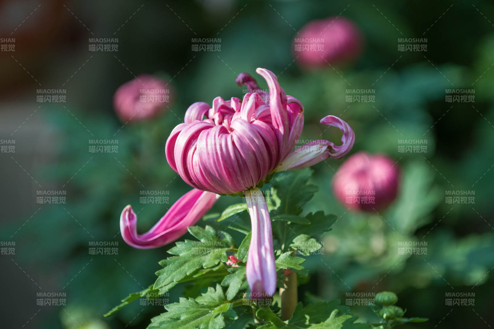 粉菊绽放 绿叶相伴图片