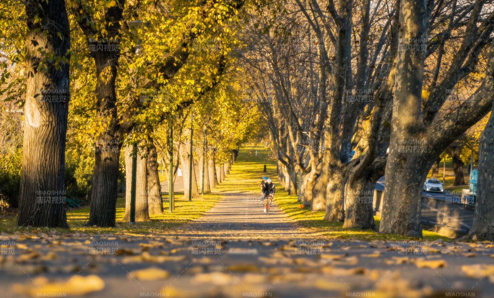 墨尔本秋日林荫道图片