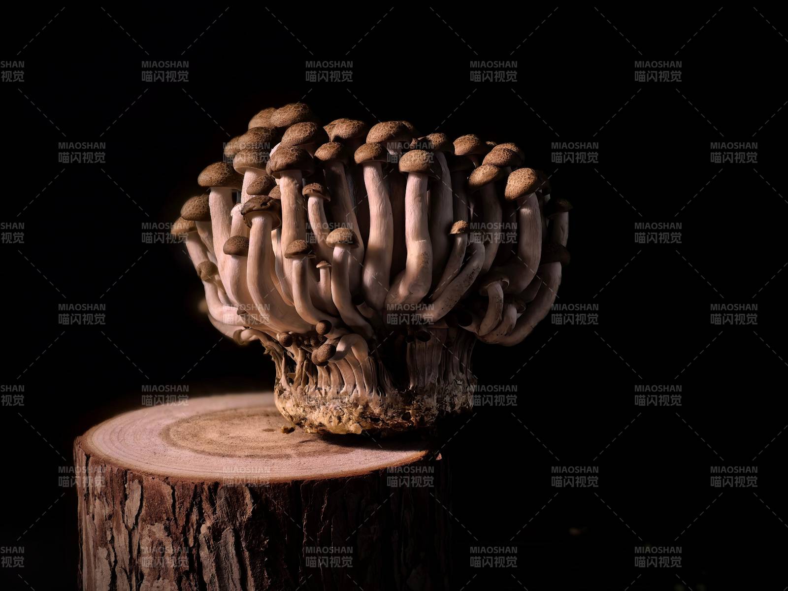 菌丛生于木桩图片