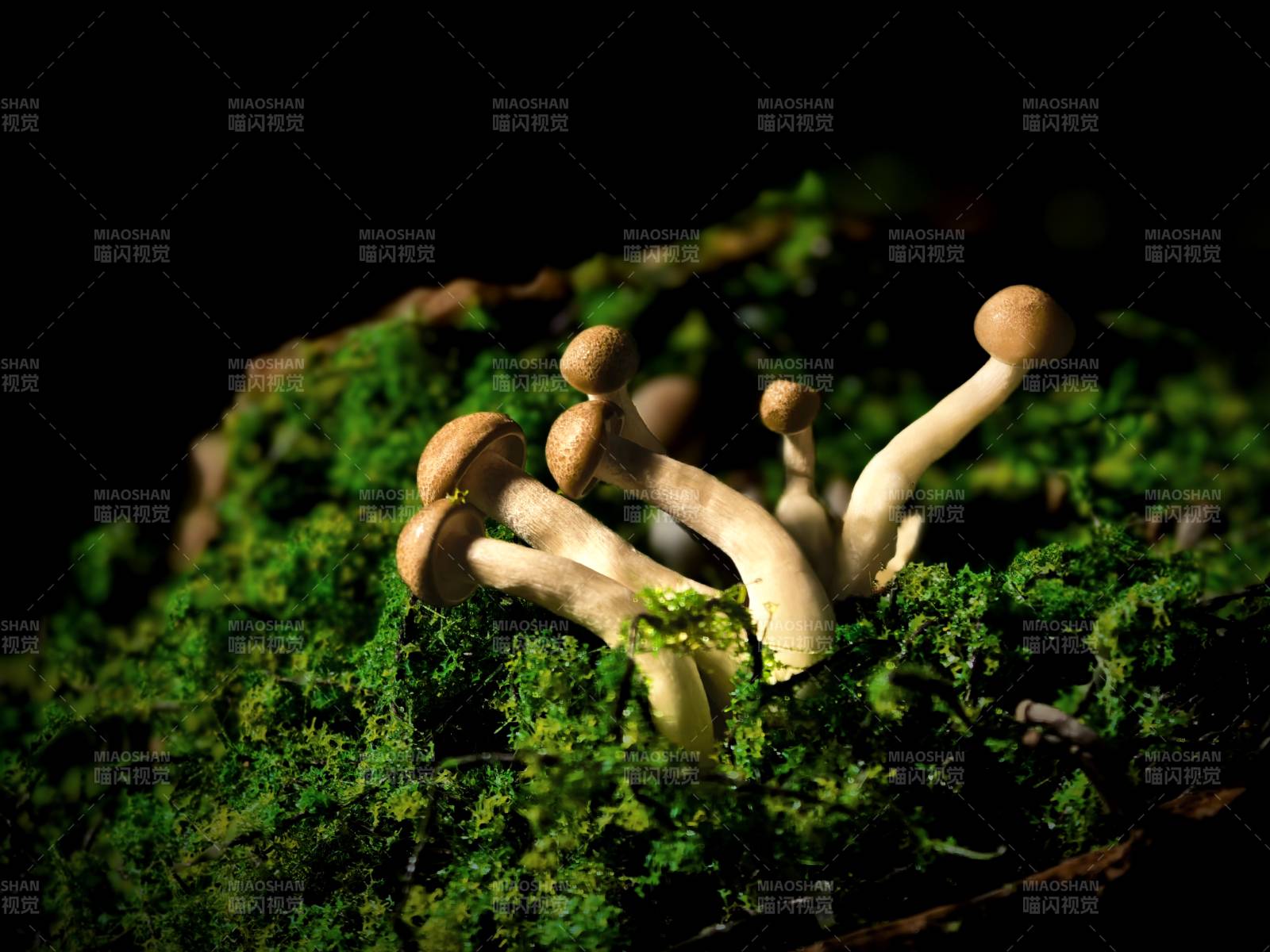 苔藓上的小菇丛图片